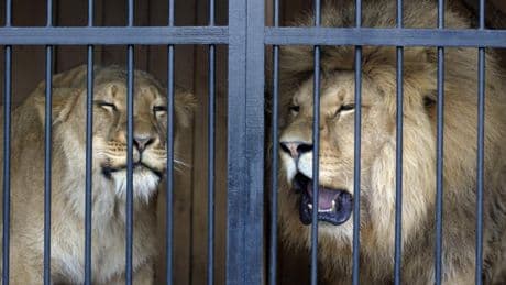 Sobrepoblación y sacrificios: un zoológico alemán alimenta a sus leones con babuinos asesinados