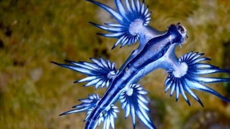 Cierran playas de Cádiz y Alicante al detectarse la presencia del peligroso dragón azul