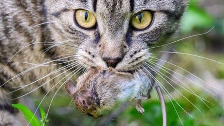Katzen: Kastrationspflicht? - Wie umgehen mit der Katzenflut