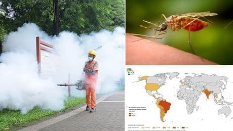 Cases of organ-destroying tropical virus being diagnosed in Britons have TRIPLED-are YOU at risk of catching chikungunya?