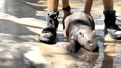 Hippo-Baby trotzt Pflegerin: Herzige Szene im Zoo entzückt USA