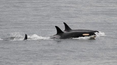 Warning after killer whales seen ‘ramming’ boats in two attacks off coast of Spain