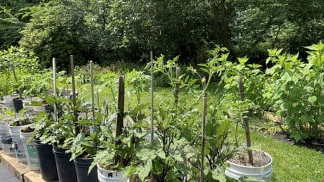 Transform your tiny garden into a lush haven with these creative tips