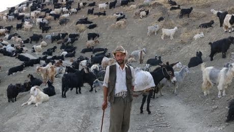 Et ve Süt kurumu ve hayvancılık politikaları üzerine