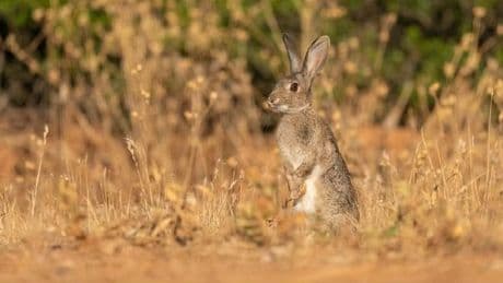Los agricultores interrumpen las labores de verano para protestar por los daños de la fauna salvaje