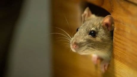 Nordrhein-Westfallen: Maus legt Krankenhaus in Radevormwald lahm