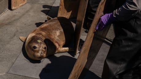Scientists Begin Testing Bird Flu Vaccine in Seals