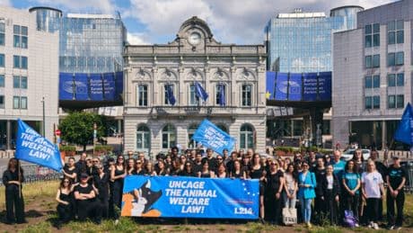 Essere Animali davanti al Parlamento Ue: così chiediamo più tutele per gli animali