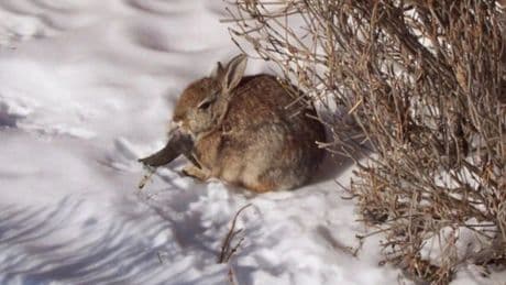 ‘Zombie’ rabbits with black horns and mouth tentacles are invading Colorado backyards