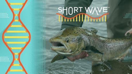 Our medications are leaking into waterways — and may be changing fish behavior
