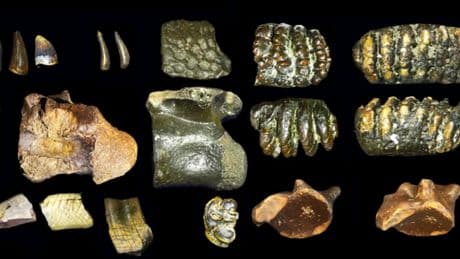 Hallan bajo el océano un &#039;mundo perdido&#039; de 140.000 años de antigüedad