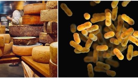 Escherichia Coli, rischio più alto per il latte in estate. Le linee guida per difendersi del ministero della Salute