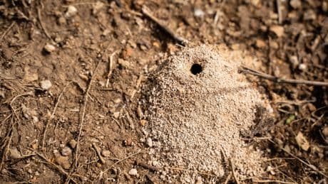 Ameisenalarm im Garten: Diese Fehler können Sie richtig teuer zu stehen kommen
