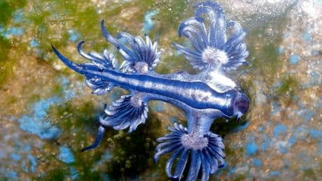 Gift-Alarm im Mittelmeer - Wie gefährlich sind Blaue Drachen wirklich?