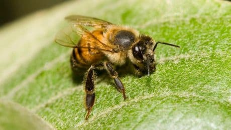 Killer bees are spreading across the US – and are being drawn to northern states because of warming temps