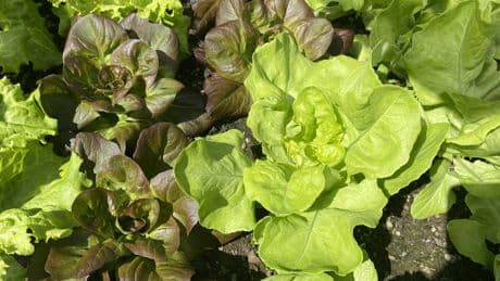 Jetzt säen, bald ernten: Diese Gemüsesorten lohnen sich im August