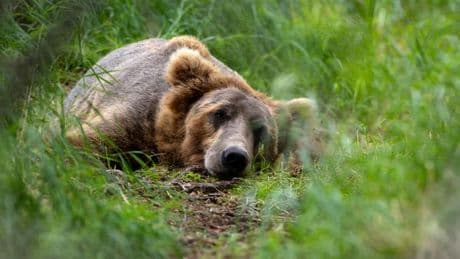 Floride: un homme et son chien retrouvés morts après l'attaque d'un ours, une première dans l’État