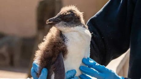 Baby penguin at Edinburgh Zoo has eye removed in major surgery