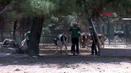 Gaziantep'te "kurban yakalama timi" göreve hazır