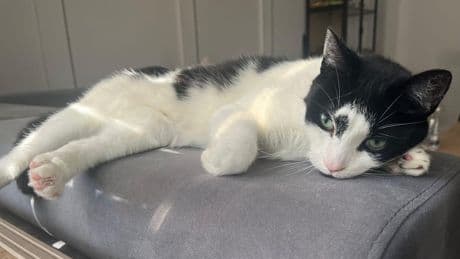 Haustier sprang heimlich in Zug - Meine Katze fuhr unbemerkt per Bahn in die Großstadt