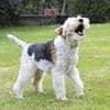 What's your pet saying? AI could help translate animal sounds into words