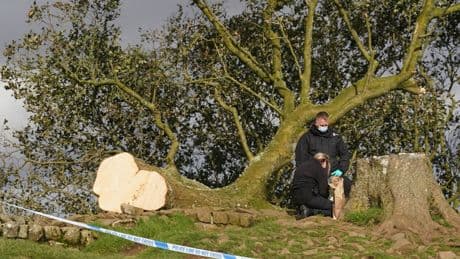 Sycamore Gap trial live: Suspect reported friend to police for felling tree in ‘anonymous phone call’