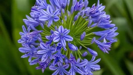 Fabulous 'football-sized' Lily of the Nile plants get massive 30% saving in gardening sale