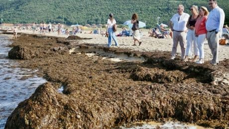 El alga asiática invade las playas de Cantabria: retiran 1.600 toneladas en tres días en Noja