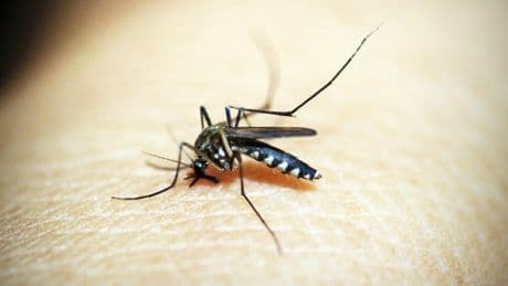Probar los trucos antimosquitos más virales de TikTok parecía una buena idea. Hasta que lo hice