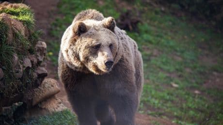 Roumanie : un motard tué par un ours