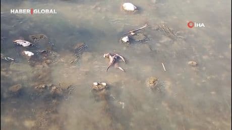 Diyarbakır'da Dicle Nehri'nde şaşırtan anlar 4 tane birden görüldü