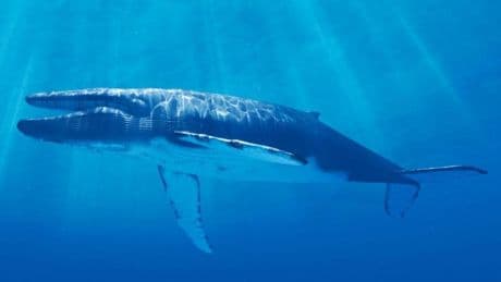 Halladas en el Golfo de Vizcaya las herramientas más antiguas hechas con hueso de ballena