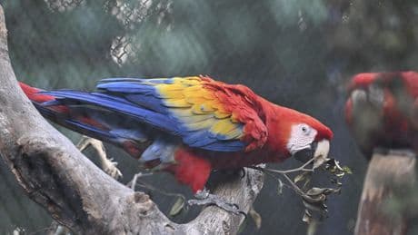 Les oiseaux tropicaux victimes des chaleurs extrêmes, selon une étude