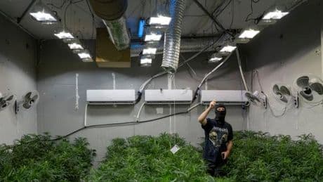 En Espagne, le réseau électrique piraté pour alimenter les plantations de cannabis