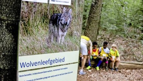 Opnieuw bijtincident met mogelijk een wolf in Utrechtse bossen bij Austerlitz