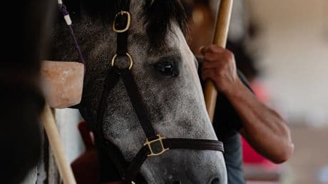Against the Odds, He Made Thoroughbred Racing a Viable Business