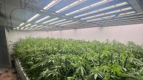 Desmantelan una plantación de marihuana con casi mil plantas en una nave de Urduliz