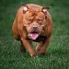 Young girl is attacked by XL Bully-type dog outside shop