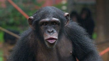 Peaceful sanctuary for traumatised chimps threatened by illegal human land grab