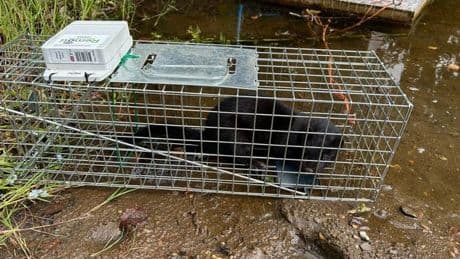 River Tay sees surge in American mink captures during 'dispersal season'