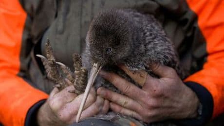 Neuseeland: Seltene Art des Kiwis auf dem Festland wiederentdeckt