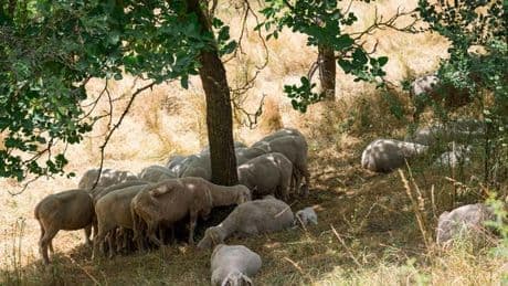 Hitze und Dürre in Bayern: Ökologischer Notstand - Bayerns Tiere und Pflanzen in Gefahr