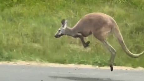 Kangaroo Startles Drivers on an Alabama Interstate