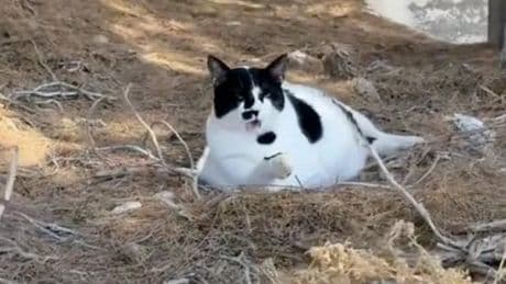 Tourists flock to Greek Island just to see plus-size local cat