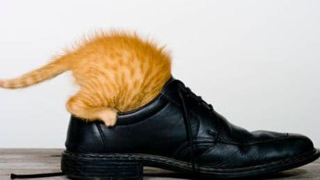 Katzen erkennen Menschen am Geruch - Studie zeigt nun, wie genau