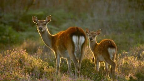 Drivers in Stirling urged to stay alert as new deer safety campaign launched