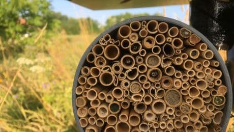 Climate Change And Land Use Changes Threaten Native Bee Populations
