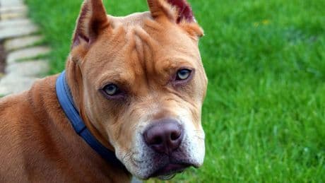 Parte per le vacanze, il cane muore in garage senza cibo e acqua