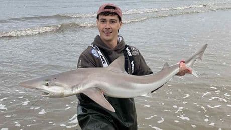 Endangered shark spotted in shallow waters off British beach