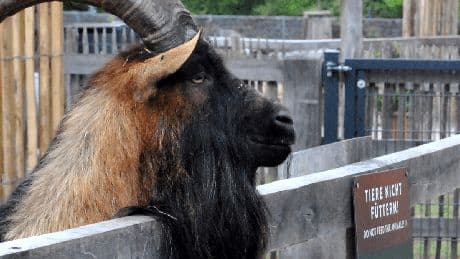 1. FC Köln und Steiff bringen Hennes-Stofftier heraus – für fast 2.000 Euro